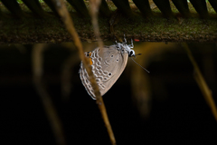 Luthrodes pandava peripatria