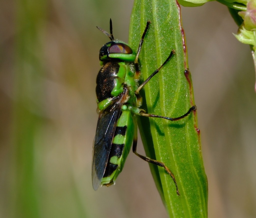 Hedriodiscus varipes