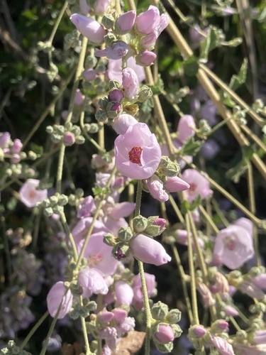 iNaturalist observation photo of bushmallows