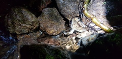 Limnonectes kuhlii
