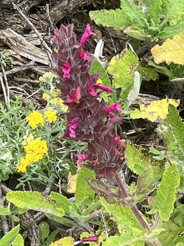 Salvia spathacea