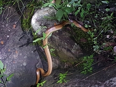 Oligodon formosanus