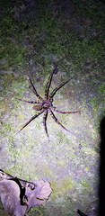 Heteropoda tetrica