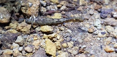 Megophrys montana