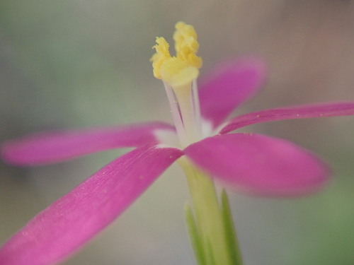 Image of Zeltnera texensis by (c) Joseph Aubert, some rights reserved (CC BY)