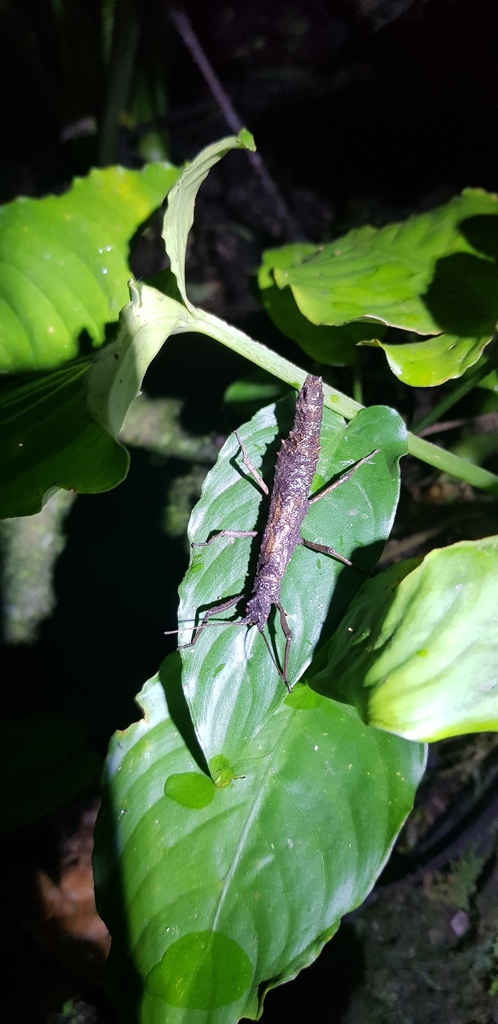 Pylaemenes oileus
