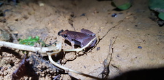 Microhyla palmipes