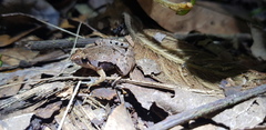 Microhyla achatina