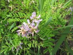 Astragalus distortus