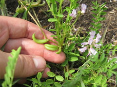 Astragalus distortus