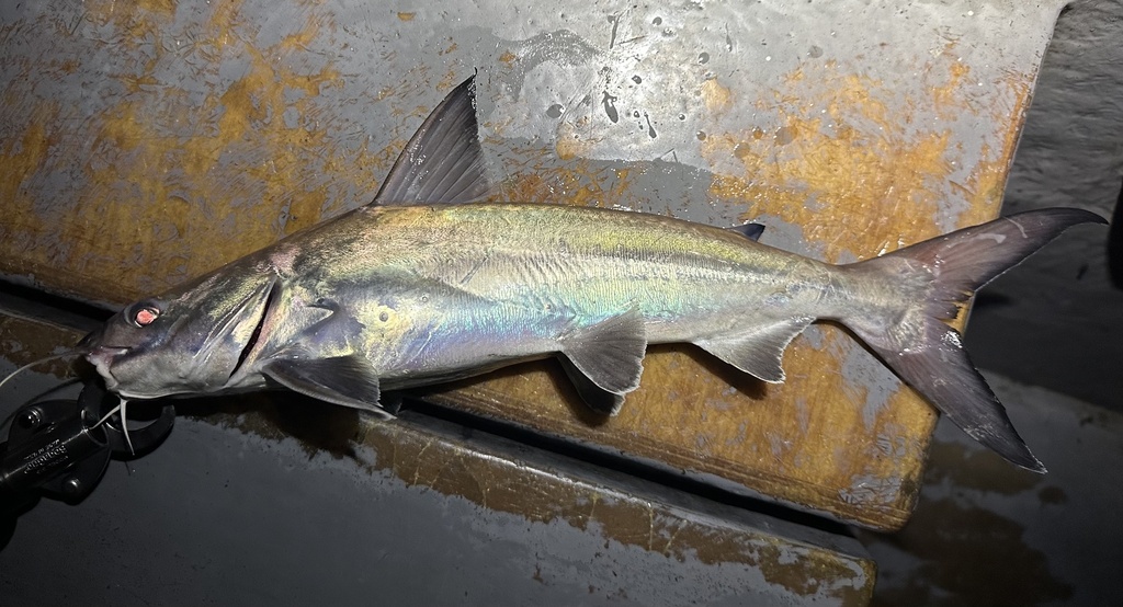 Catfish (Netuma thalassina) — Ariidae