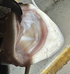 Giant Sea Catfish photo 4