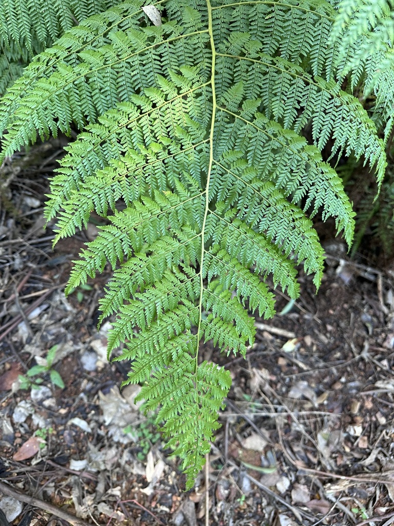 Common Ground Fern from Tapin Tops National Park, Bulga Forest, NSW, AU ...