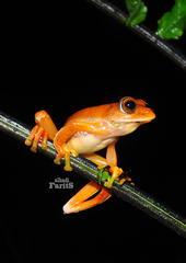 Rhacophorus margaritifer