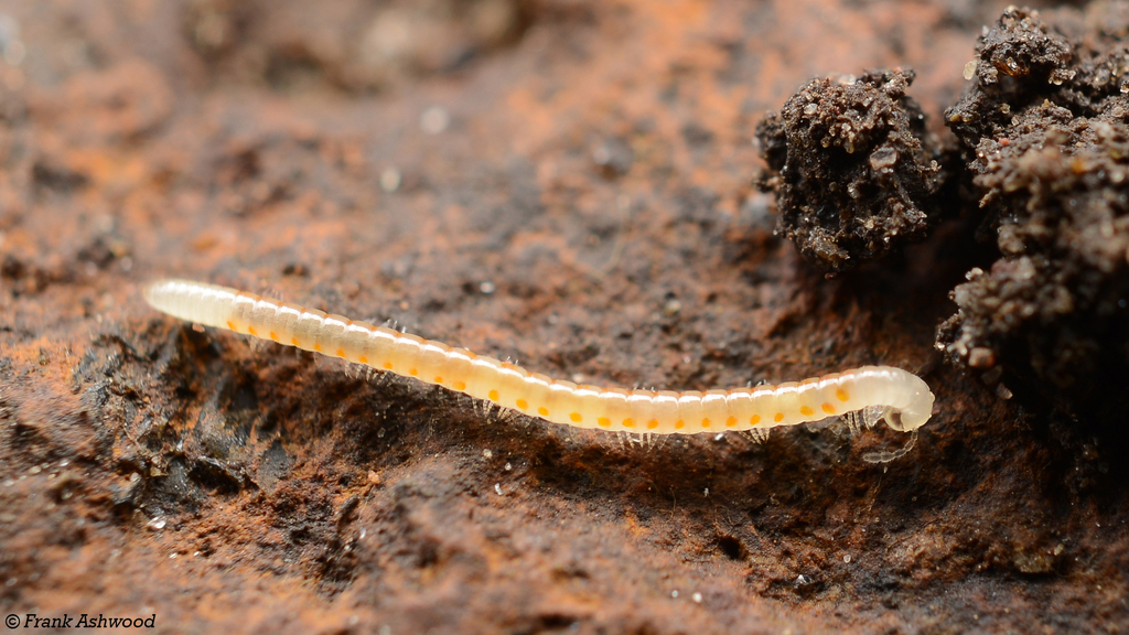 slender snake millipede