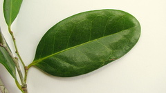 Chaetocarpus myrsinites