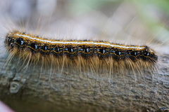 Malacosoma americana