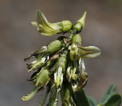 Astragalus schelichowii