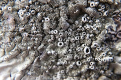 Xanthoparmelia mexicana