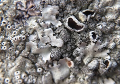 Xanthoparmelia mexicana