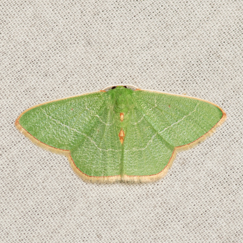 White-barred Emerald photo 2