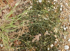 Schedonnardus paniculatus