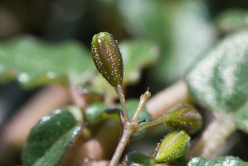 Boerhavia glabrata iNat (2)