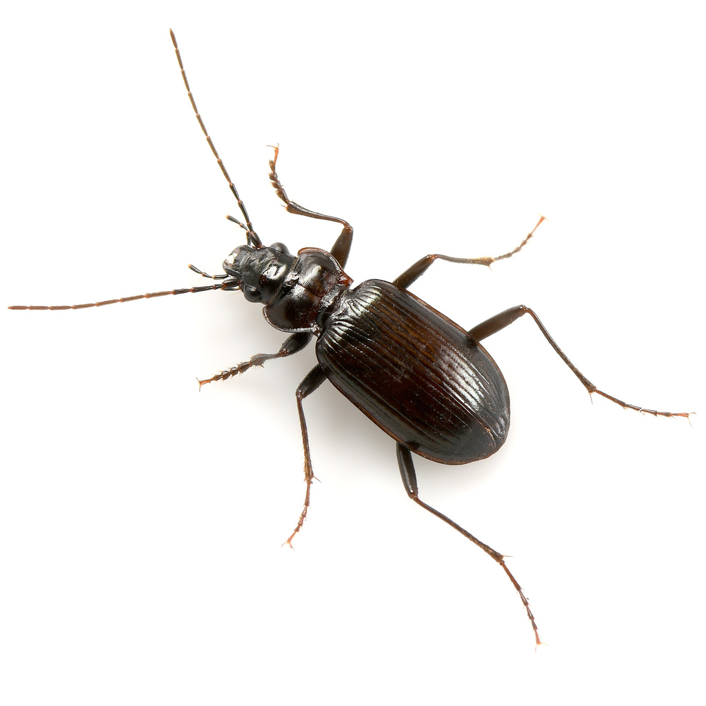 Nebria crassicornis