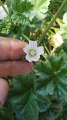 Malva neglecta