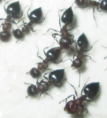 Crematogaster oscaris