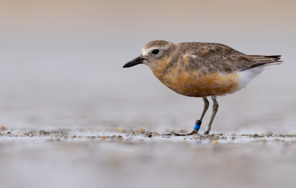 Red-breasted Dotterel (Anarhynchus obscurus) photo