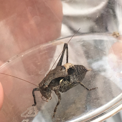 Atlanticus testaceus