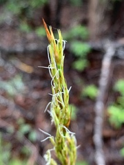 Caustis blakei