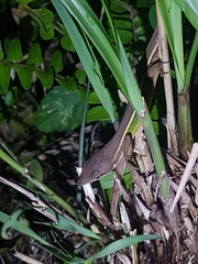 Takydromus viridipunctatus