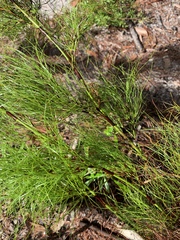 Caustis blakei