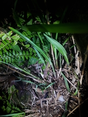 Takydromus viridipunctatus