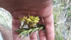 Epidendrum zipaquiranum