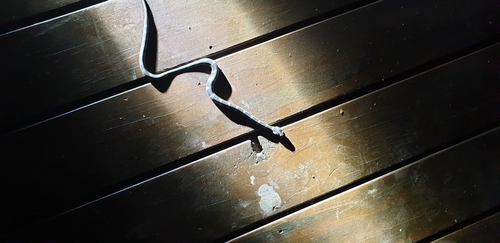 Stephens' Banded Snake sighting