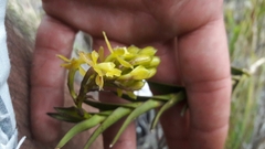Epidendrum zipaquiranum