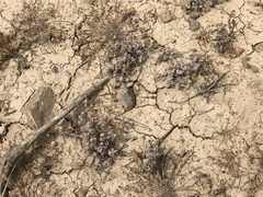 Psilocarphus tenellus