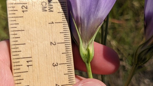 Foto de Lisianthus