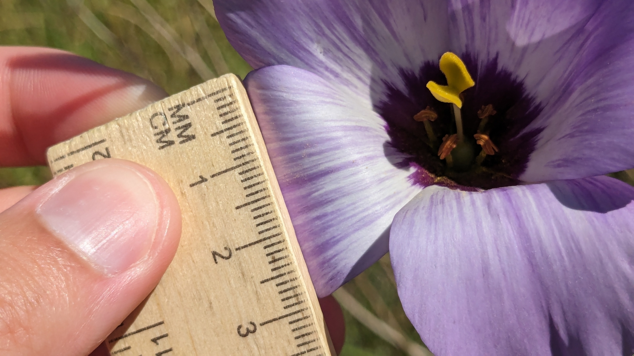 Imagem de Lisianthus