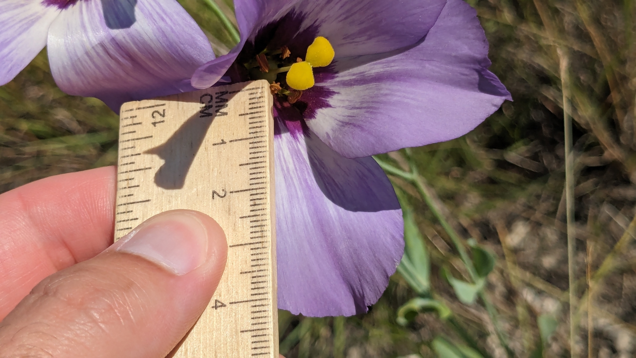 Imagem de Lisianthus