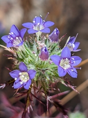 Navarretia mitracarpa