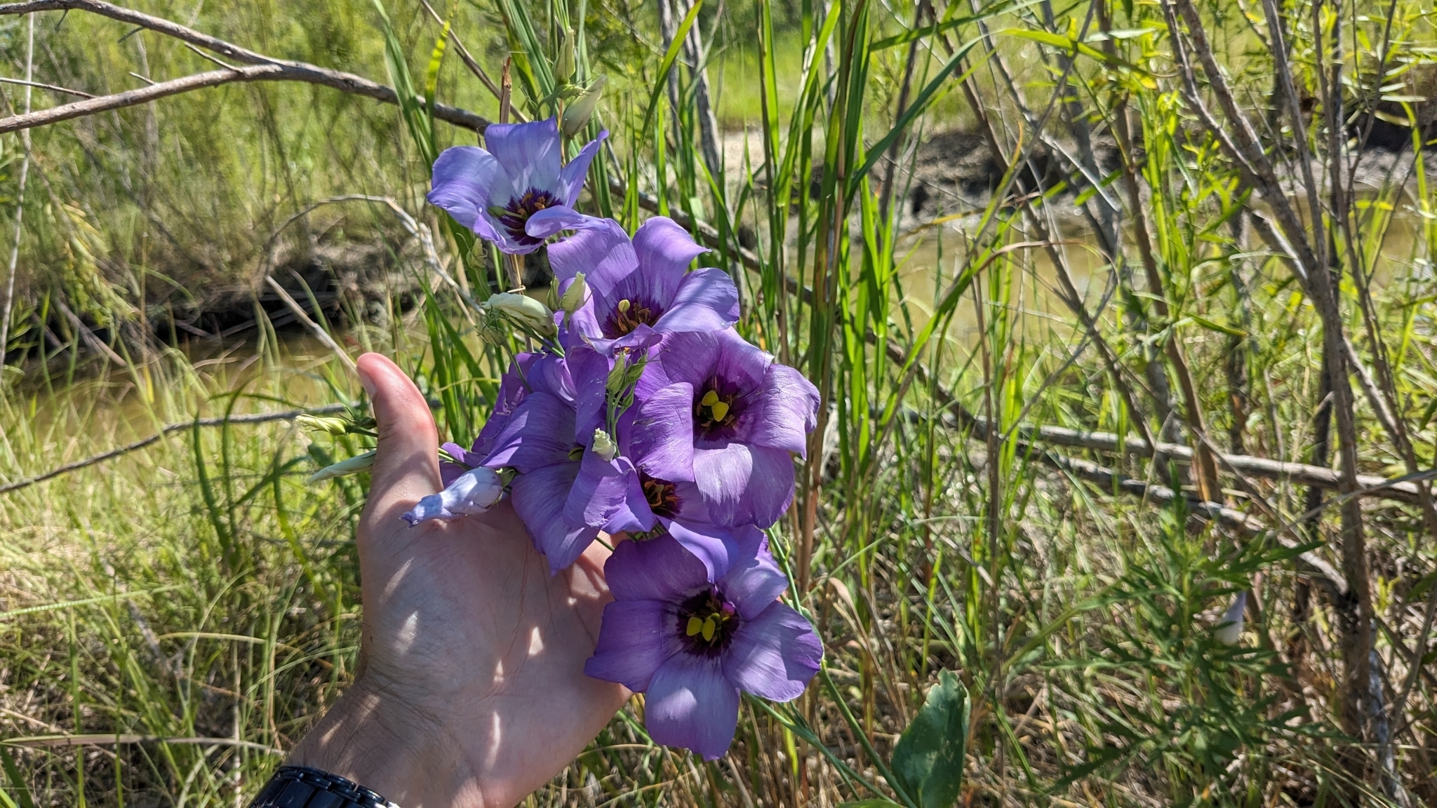 Imagem de Lisianthus