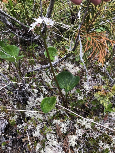 Deercabbage (Nephrophyllidium crista-galli)