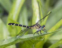 Stylogomphus sigmastylus