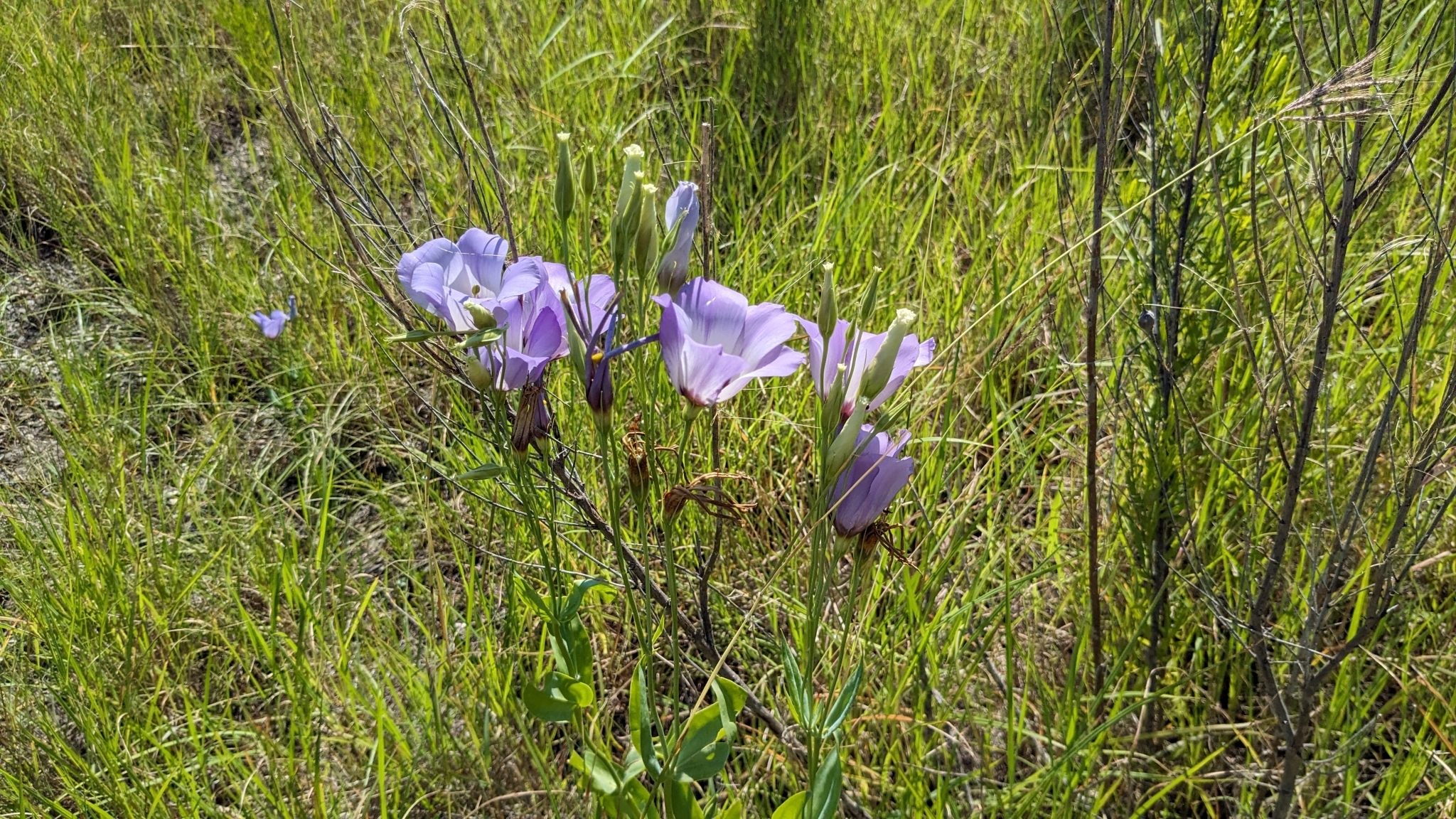 Imagem de Lisianthus