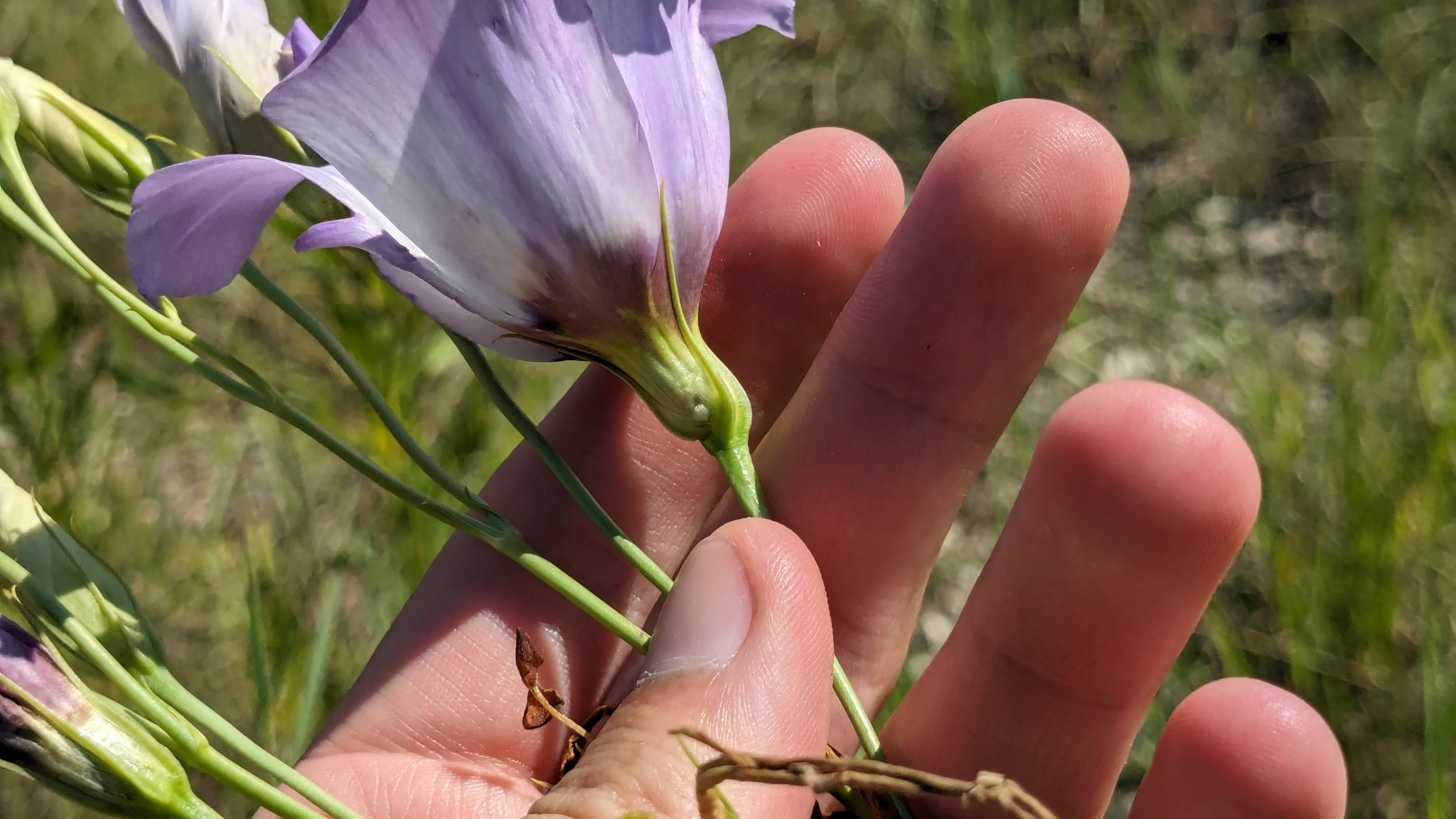 Imagem de Lisianthus
