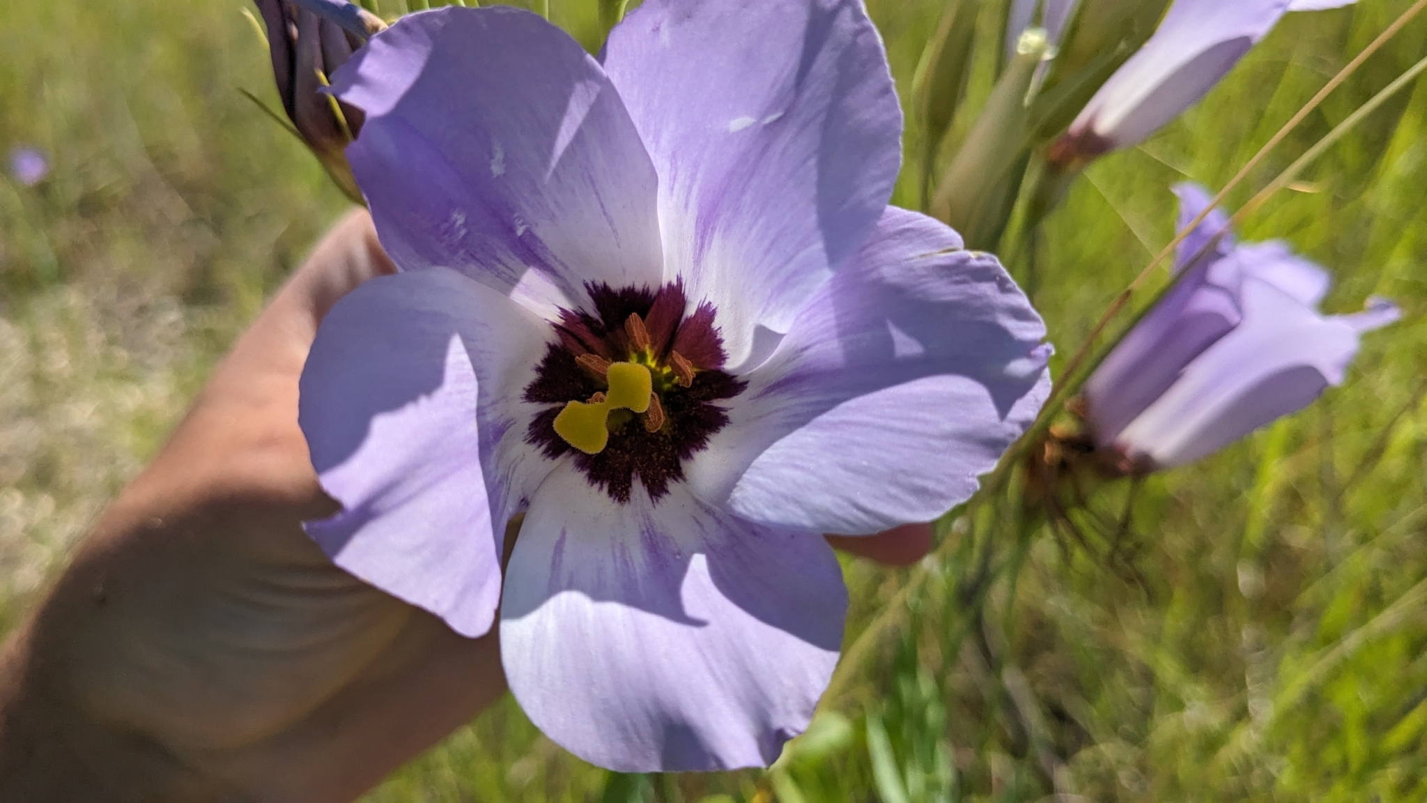 Imagem de Lisianthus